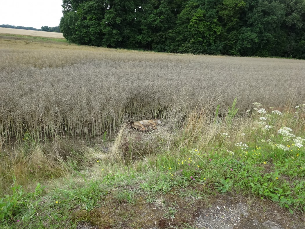 20140713sn_dn_amfundort.JPG