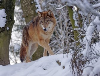 10 Märchen zum Thema Wolf im Faktencheck