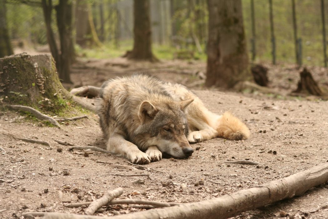 Wolfshybriden In Deutschland Gefahrliche Mischung Aus Wolf Und Hund