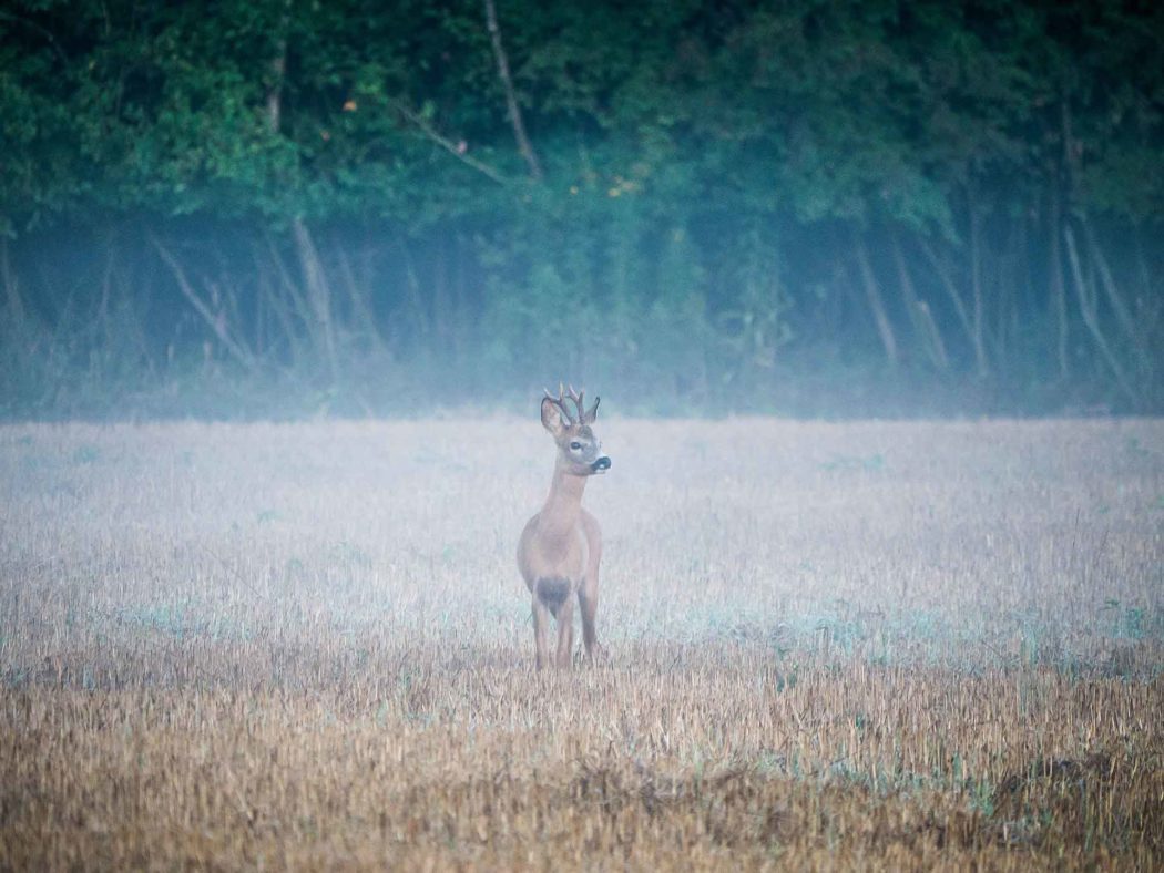 Den Braven Bock Binden So Wir Die Bockjagd Ein Voller Erfolg