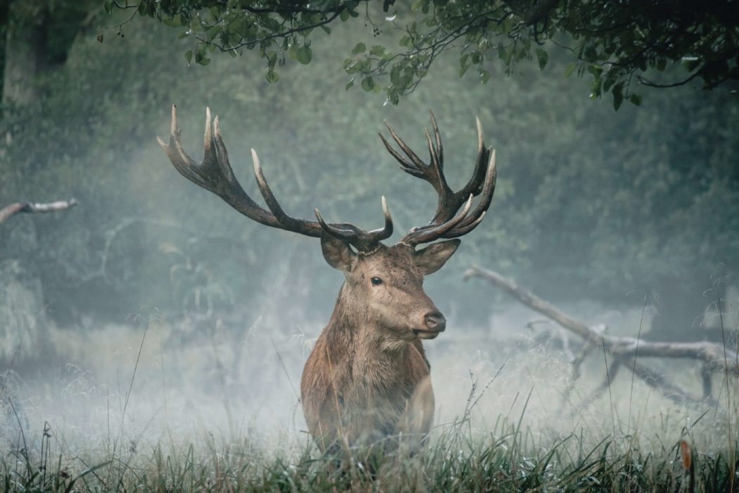 Rotwild: König des Waldes - Jäger