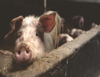 Afrikanische Schweinepest in Niedersachsen ausgebrochen