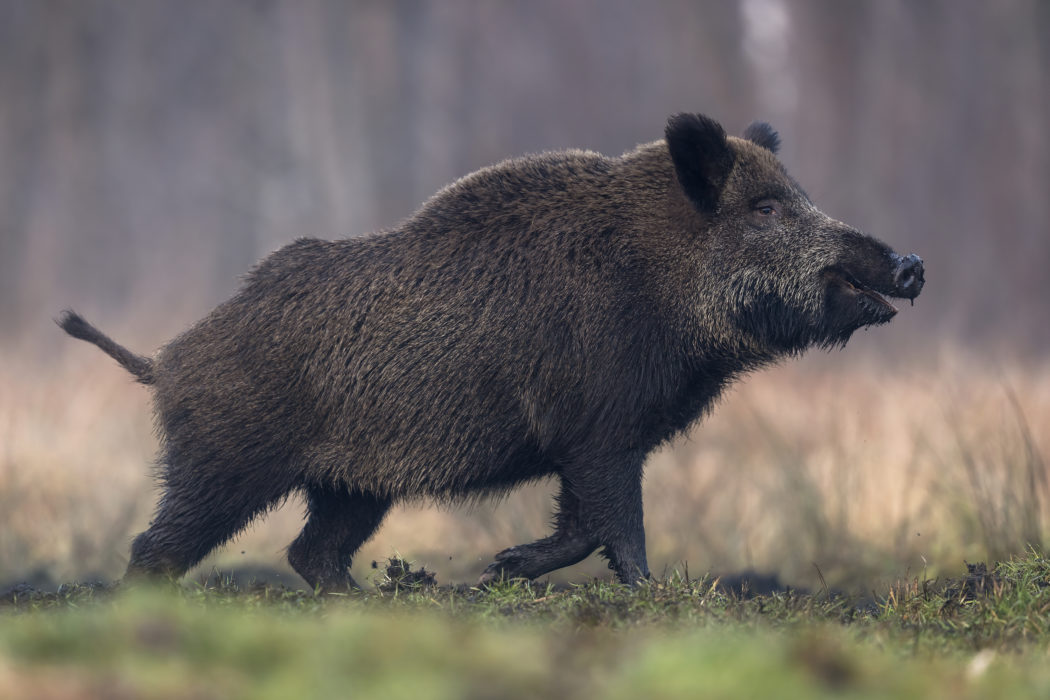 Afrikanische Schweinepest (ASP)- Neues Konzept In Sachsen - Jäger