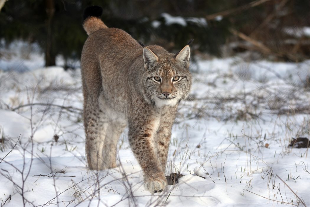 Luchs Finja ist tot: Hoffnungsträgerin wurde eingeschläfert - Jäger