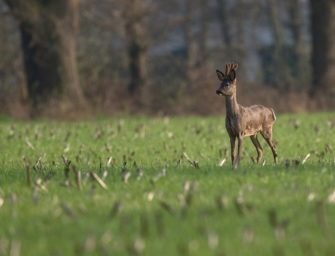 Amtsgericht fällt Urteil gegen Wilderer aus Sachsen-Anhalt