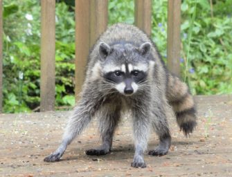 Waschbär tötet Jagdhund – die Gefahr invasiver Raubtiere