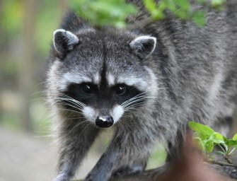 Corona bei Wildtieren: Studie weist Covid bei Waschbär und Co. nach