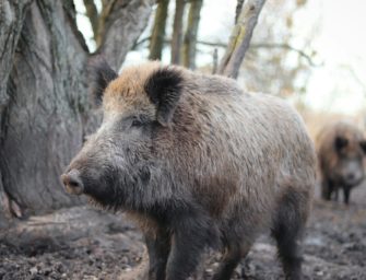 Wildschweine plagen Rostock: Was die Stadt gegen Schwarzwild macht