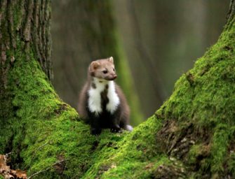 Marder verursacht Stromausfall in Baden-Württemberg