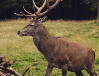 Gefährliche Gigantensuche: Tipps zur Nachsuche auf den Hirsch