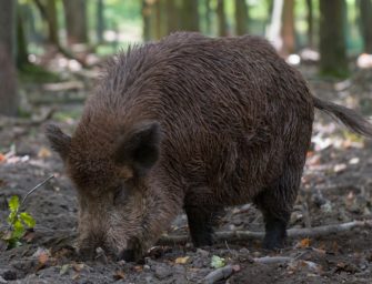 Wildschweine verwüsten Friedhof – bald wieder Abschussgenehmigung?