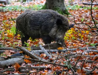 Wildunfall in Brandenburg: Kollision mit Wildschwein endet tödlich