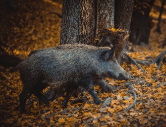 Wildschwein: Jäger erschießt Pferd – warum passiert so etwas?