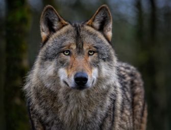 Wolf geschossen: Tier kam direkt auf Kleinkind zu