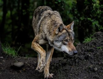 Wolf verfolgt Frauen im hessischen Wald