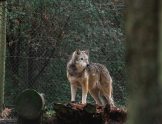 Wolf in Cuxhaven: Landkreis will Monitoring verschärfen