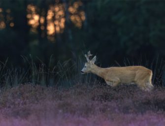 Hohe Bußgelder – wann der Wildunfall richtig teuer wird