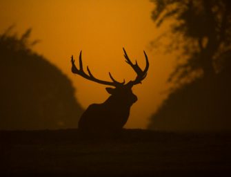 Brutale Wilderei: Hirsche fallen schrecklicher Tat zu Opfer