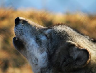 Wolf reißt wieder Schafe in der Eifel: Elektrozaun war nutzlos