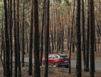 Wildunfall-Saison: Lieber langsam als nie wieder!