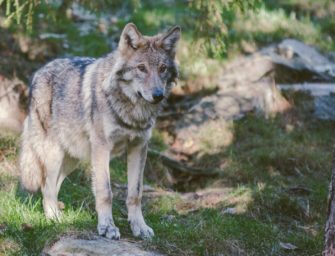 Wolf kann leichter gejagt werden: Emotionaler Diskurs wird neu befeuert