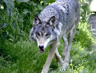 Wieder ein Wolf? Damwild mit durchgebissener Kehle entdeckt