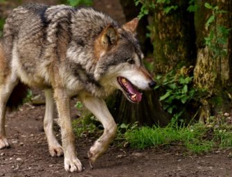 Schutzstatus Wolf: Verbände und Politik reagieren