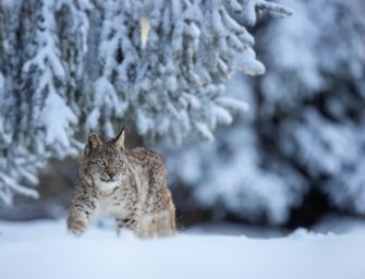 Luchse im Thüringer Wald: Auswilderungen scheinbar erfolgreich