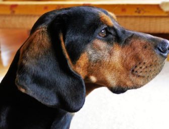 Jagdhund bleibt in Rohr stecken: Großeinsatz der Feuerwehr