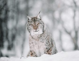 Rückschlag für Luchs-Projekt: Luchs Nova ist abgewandert