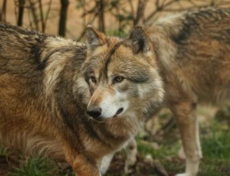 Wolf kommt doch ins Jagdrecht? Überraschende Kehrtwende in Rheinland-Pfalz