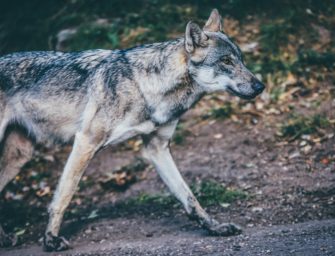 Neues Wolfsgebiet in Nordrhein-Westfalen ausgewiesen