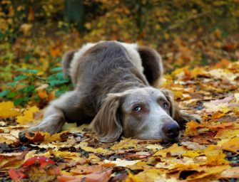 Jagdhund wird durch illegal aufgestellte Falle verletzt