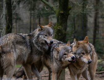 Wolf gesichtet? Kinder durften Schule nicht verlassen