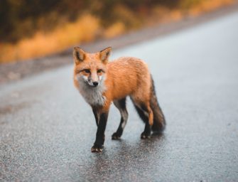 Jäger erlöst Fuchs: Tierschützer zeigen den Waidmann an