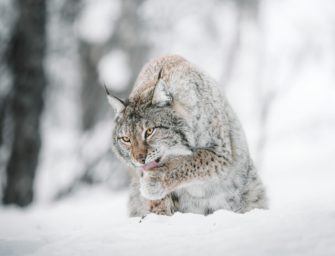 Wird der Luchs zum Problem? Acht tote Tiere auf Hof in Rheinland-Pfalz