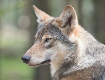 Jagd auf den Wolf: Brüssel will zeitnah Schutzstatus absenken