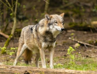 Der Wolf im Schweinskostüm? Wildunfall in Brandenburg wirft Rätsel auf